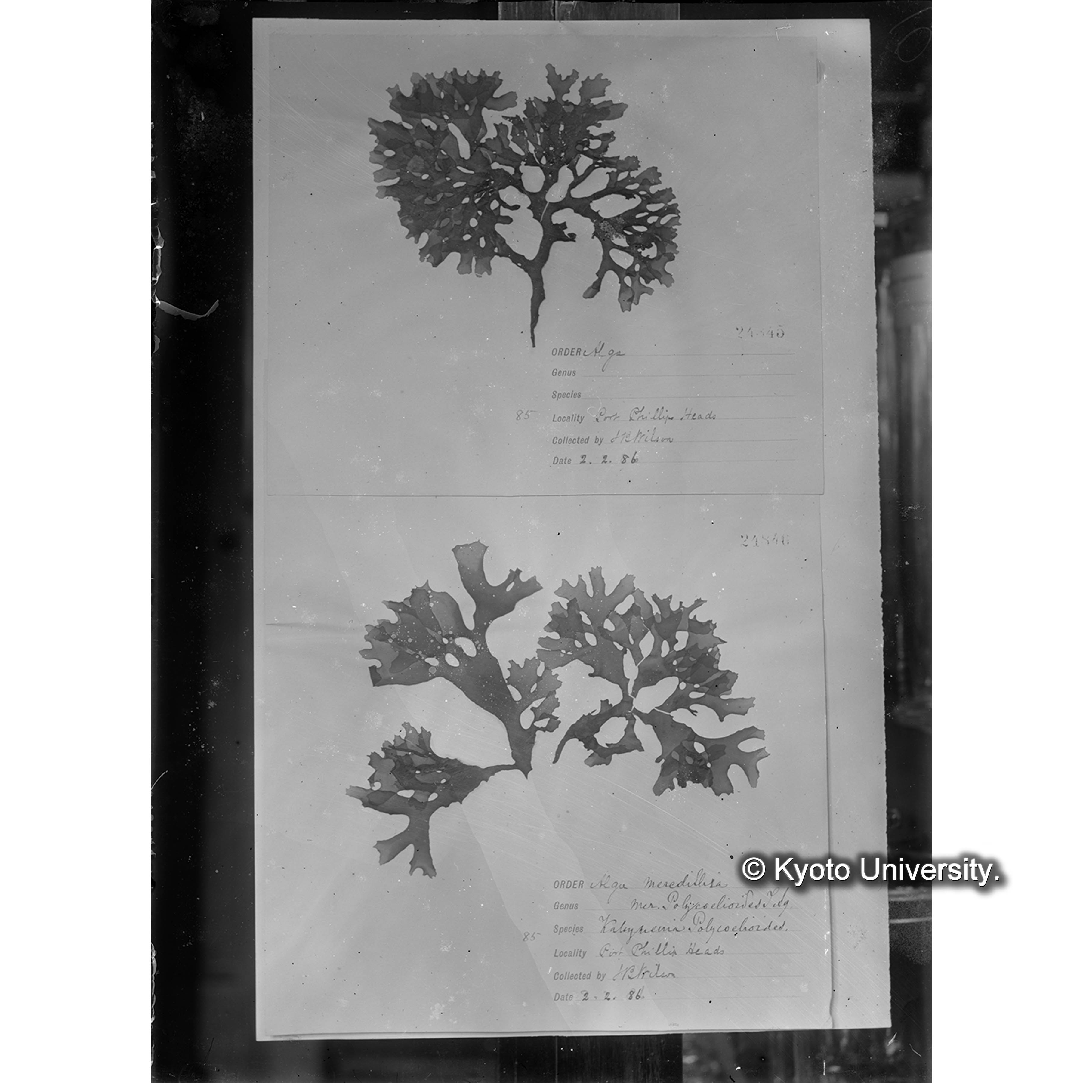 Kallymenia polycoelioides / Herb. J. Ag. （写真帳番号 77） (4)