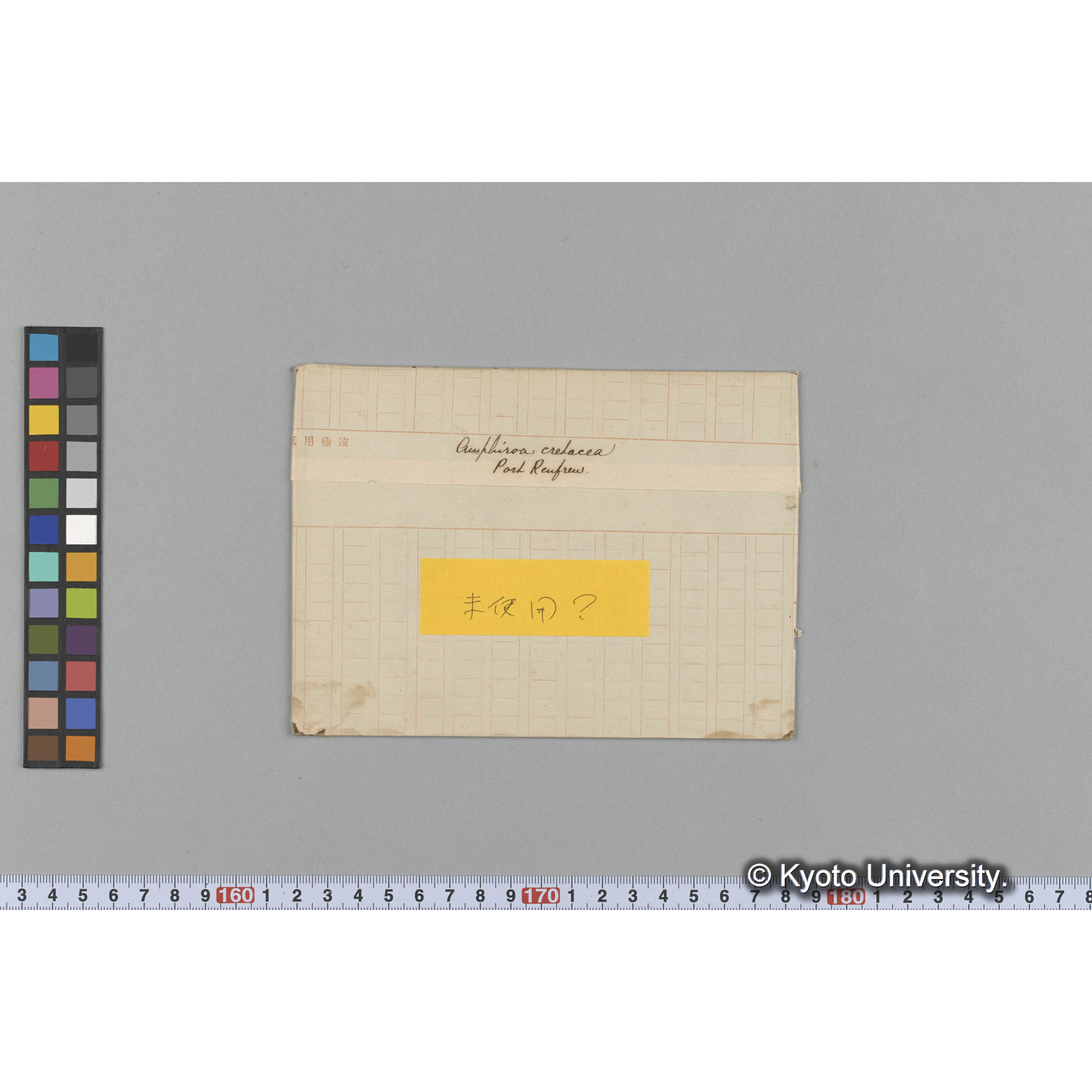 Amphiroa cretacea　/ Port Renfrew (1)