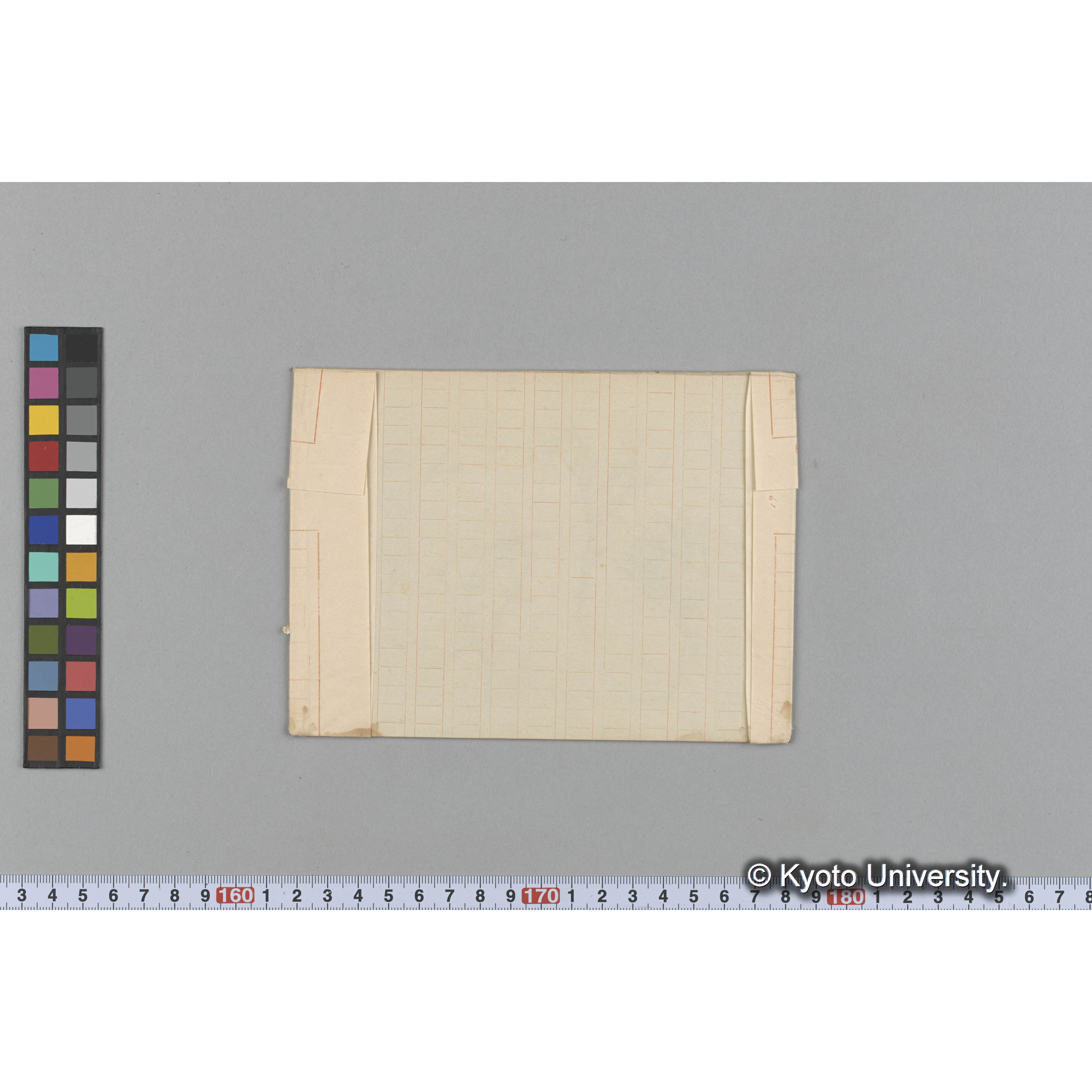 Amphiroa cretacea　/ Port Renfrew (2)