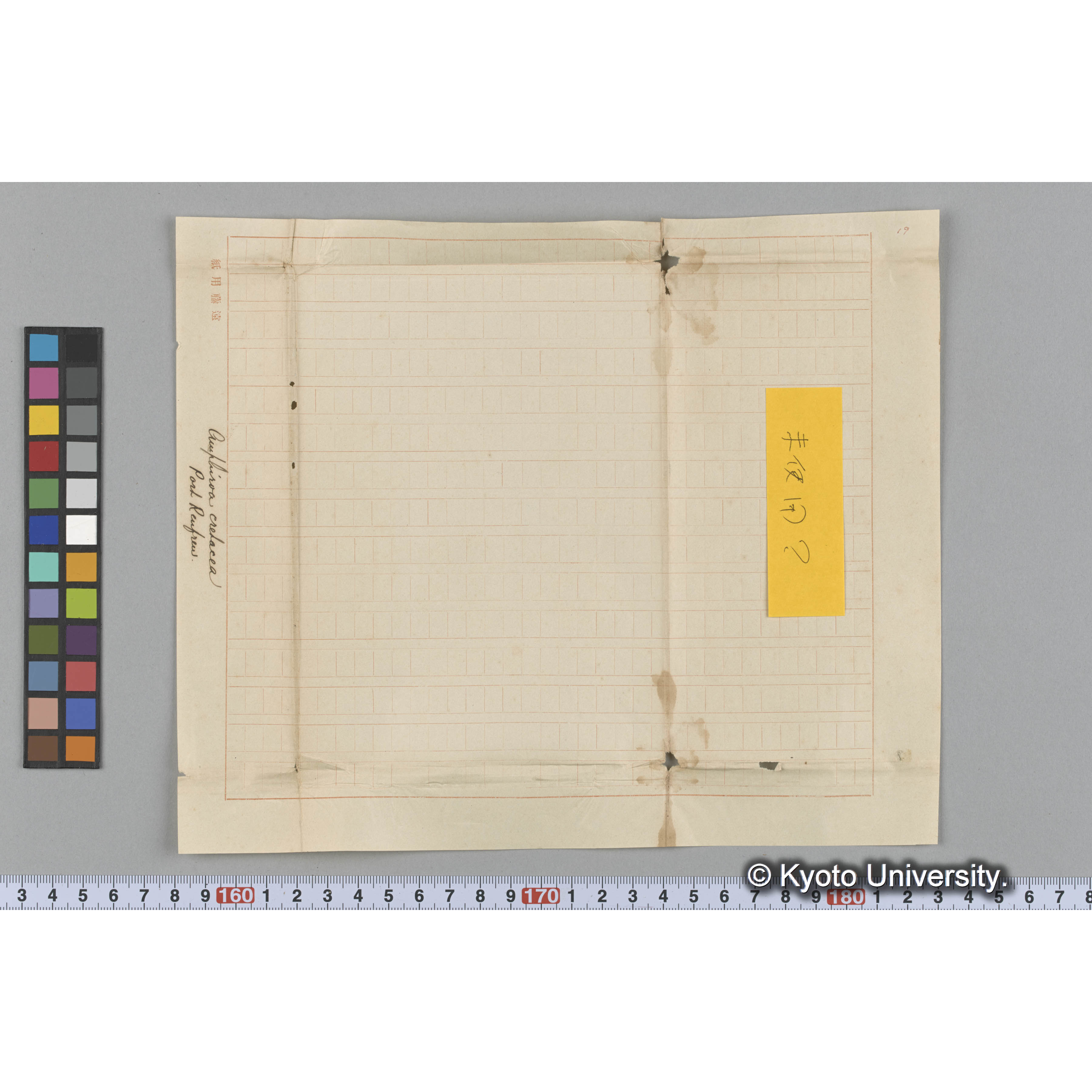 Amphiroa cretacea　/ Port Renfrew (3)