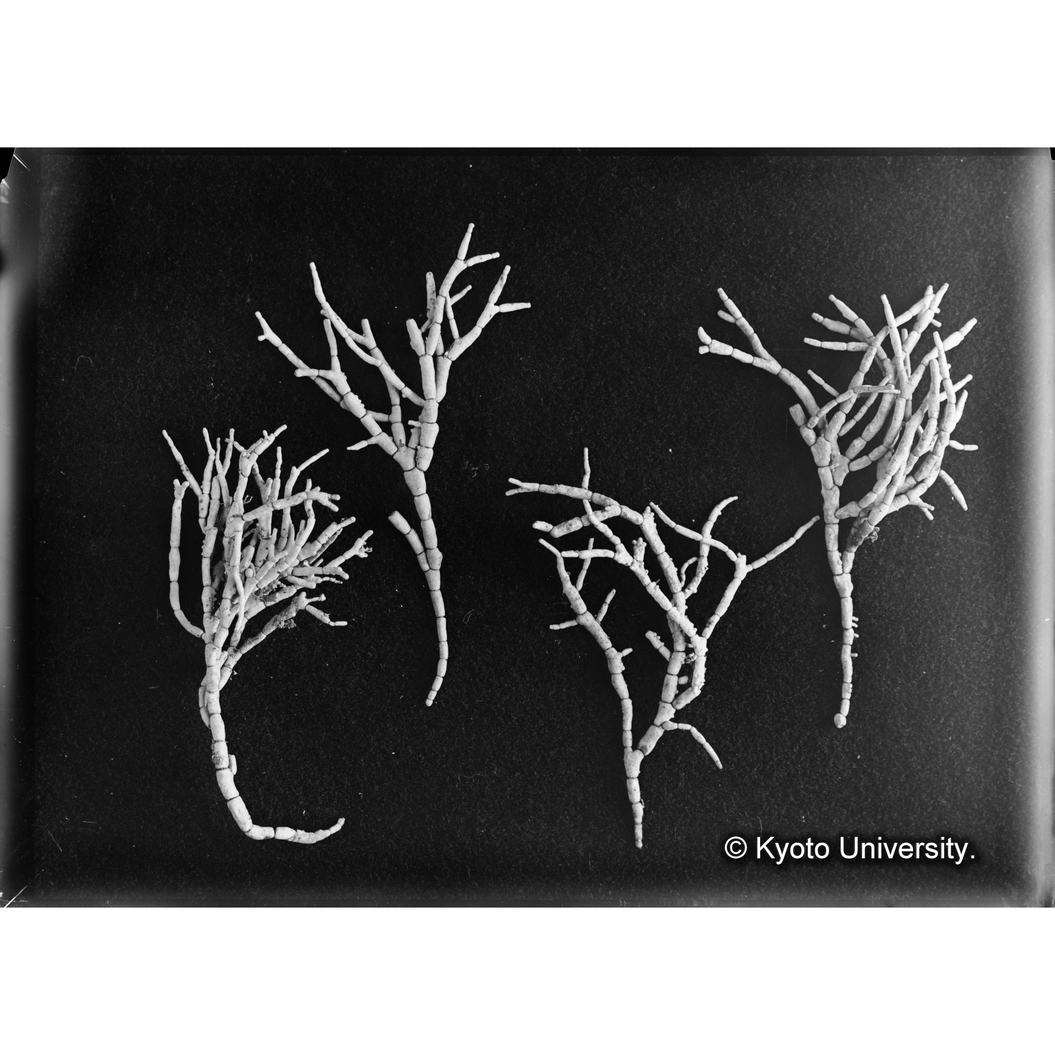 Amphiroa cretacea　/ Port Renfrew (4)