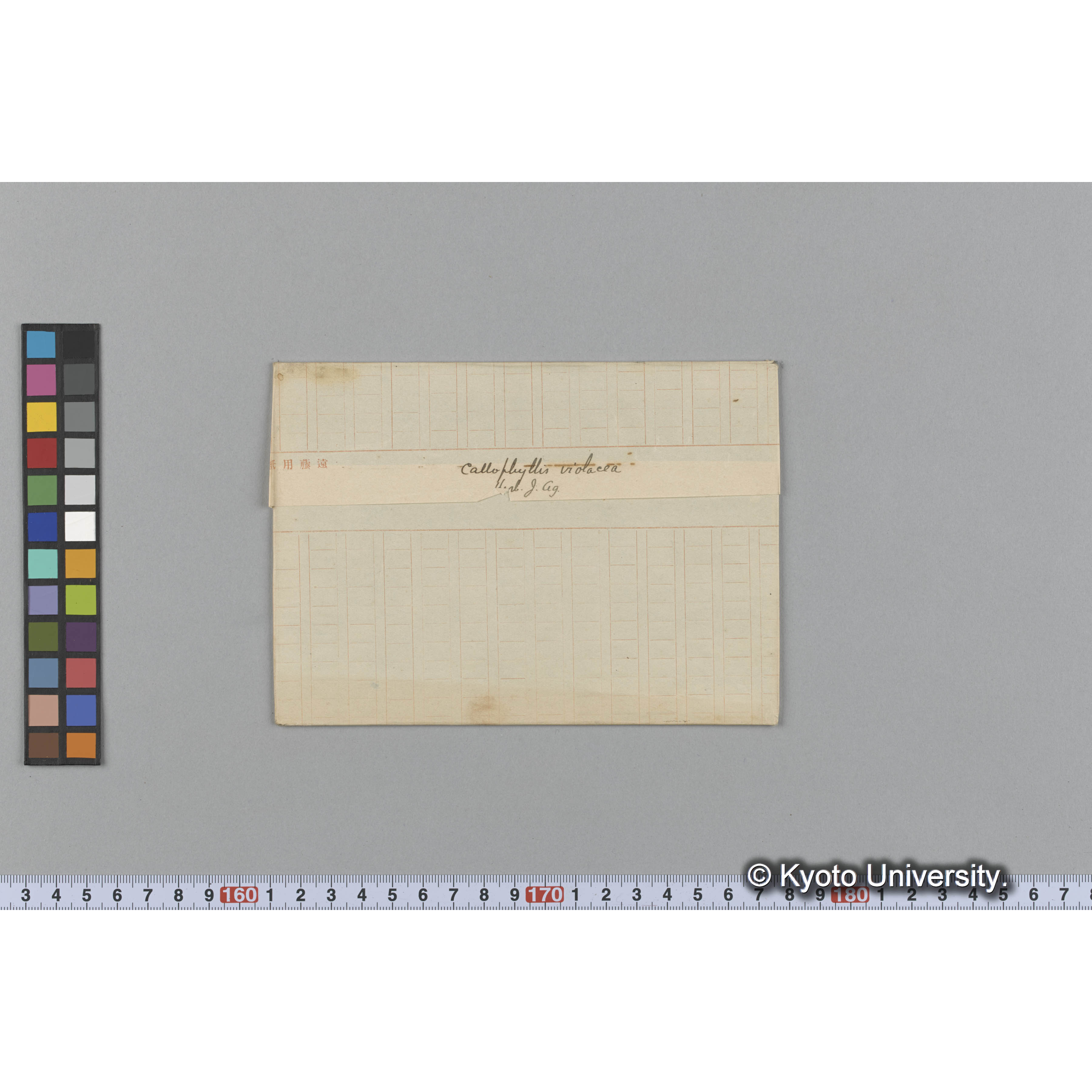 Callophyllis violacea / Herb. J. Ag （写真帳番号 18） (1)