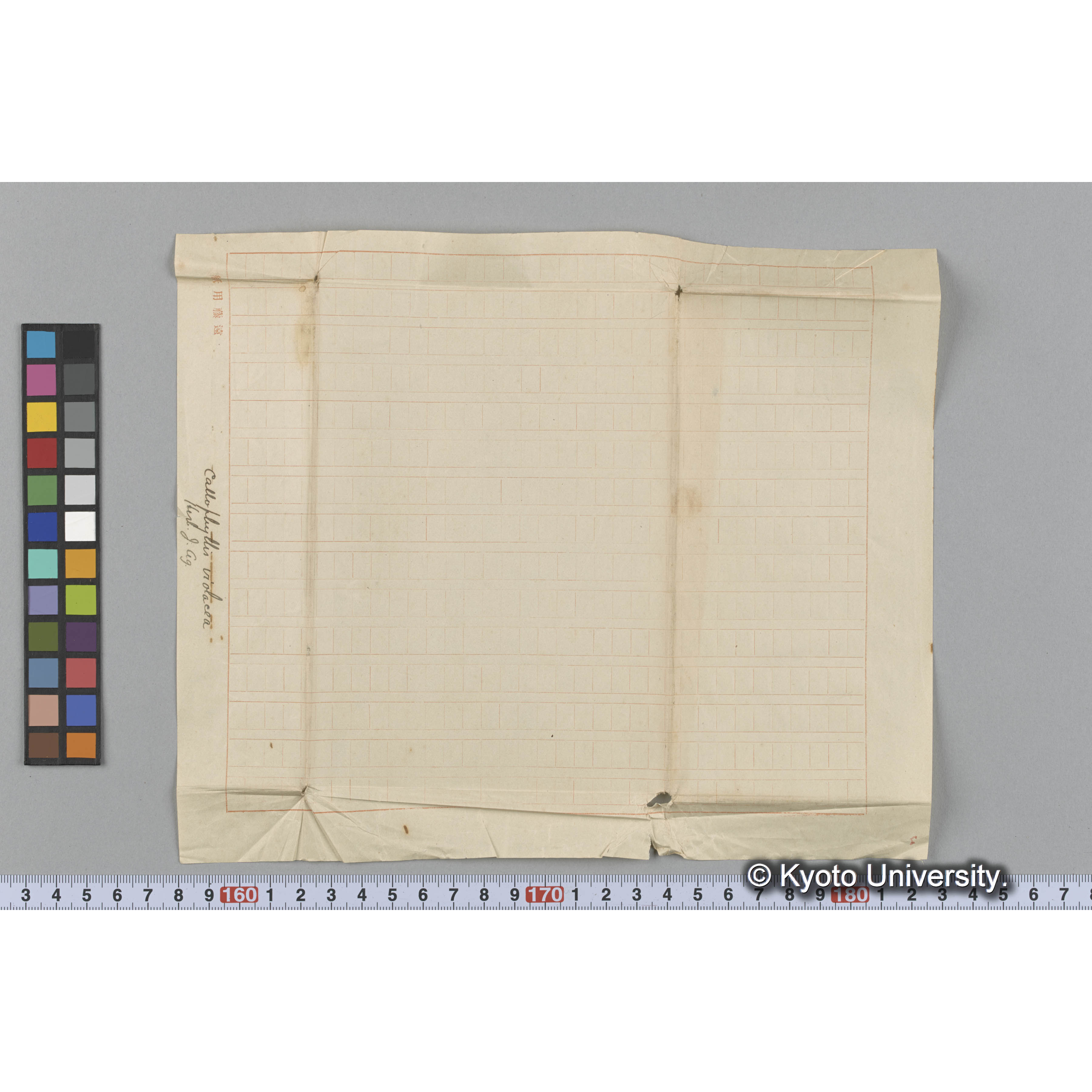 Callophyllis violacea / Herb. J. Ag （写真帳番号 18） (3)