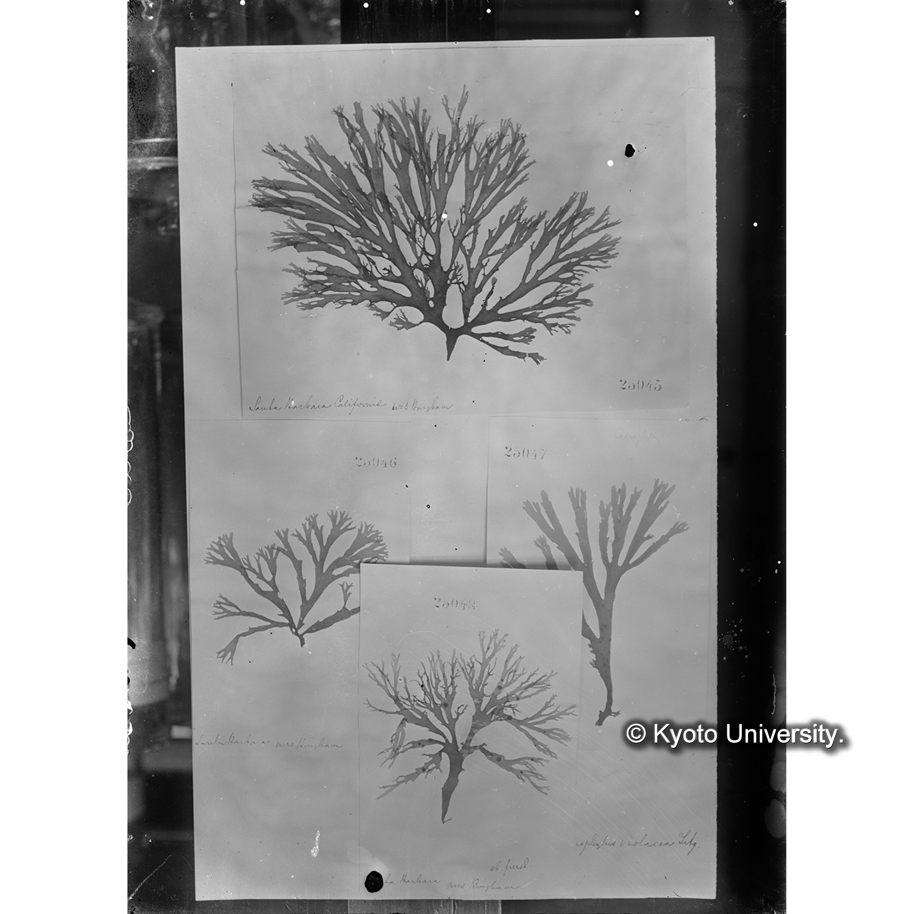 Callophyllis violacea / Herb. J. Ag （写真帳番号 18） (4)