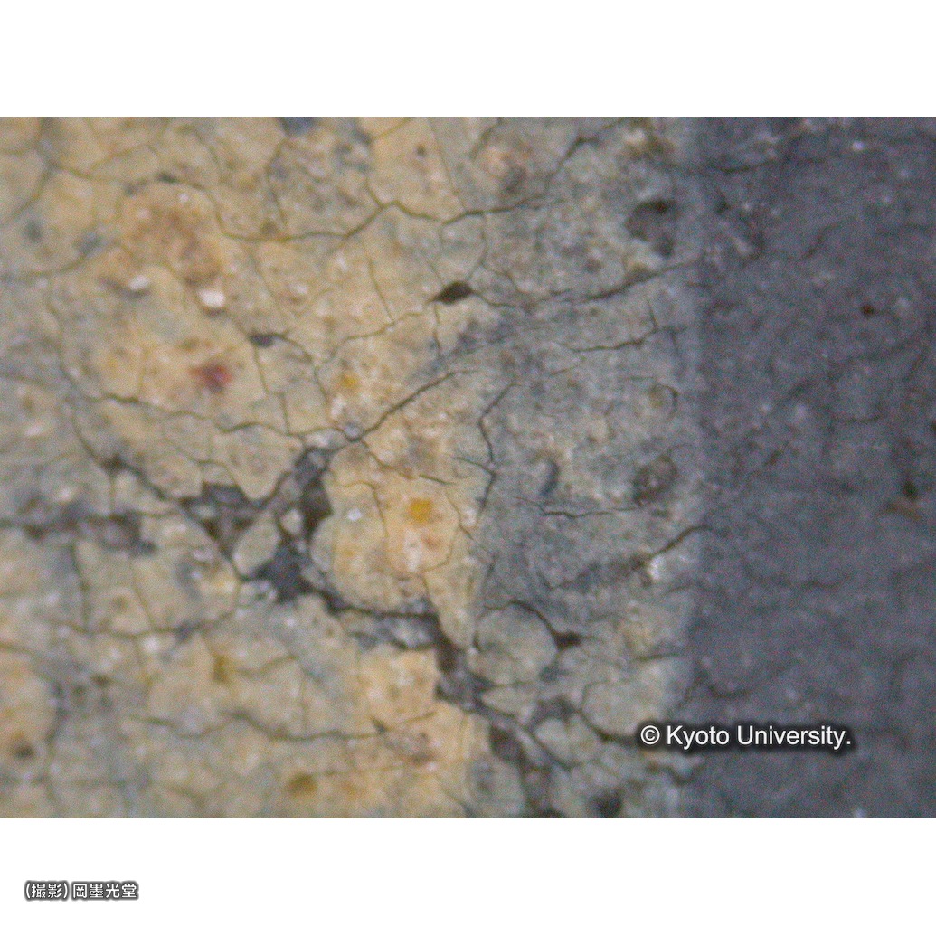 顕微鏡写真（中央下段：聖餅の光） (1)