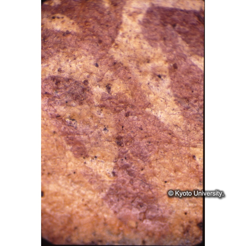 顕微鏡撮影カラー写真（十五玄義第四図：シメオン衣服） (1)