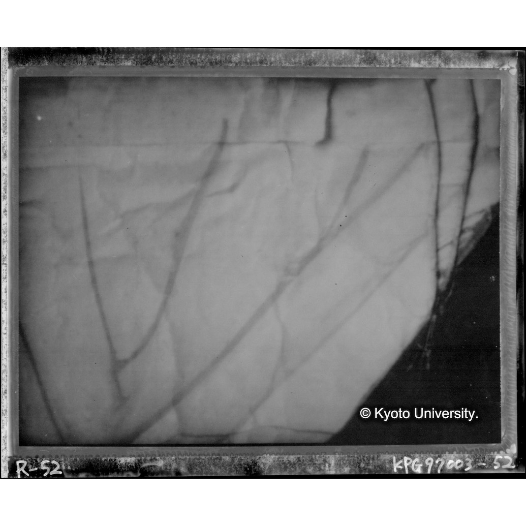 赤外線テレビ撮影画像写真（中央上段） (1)