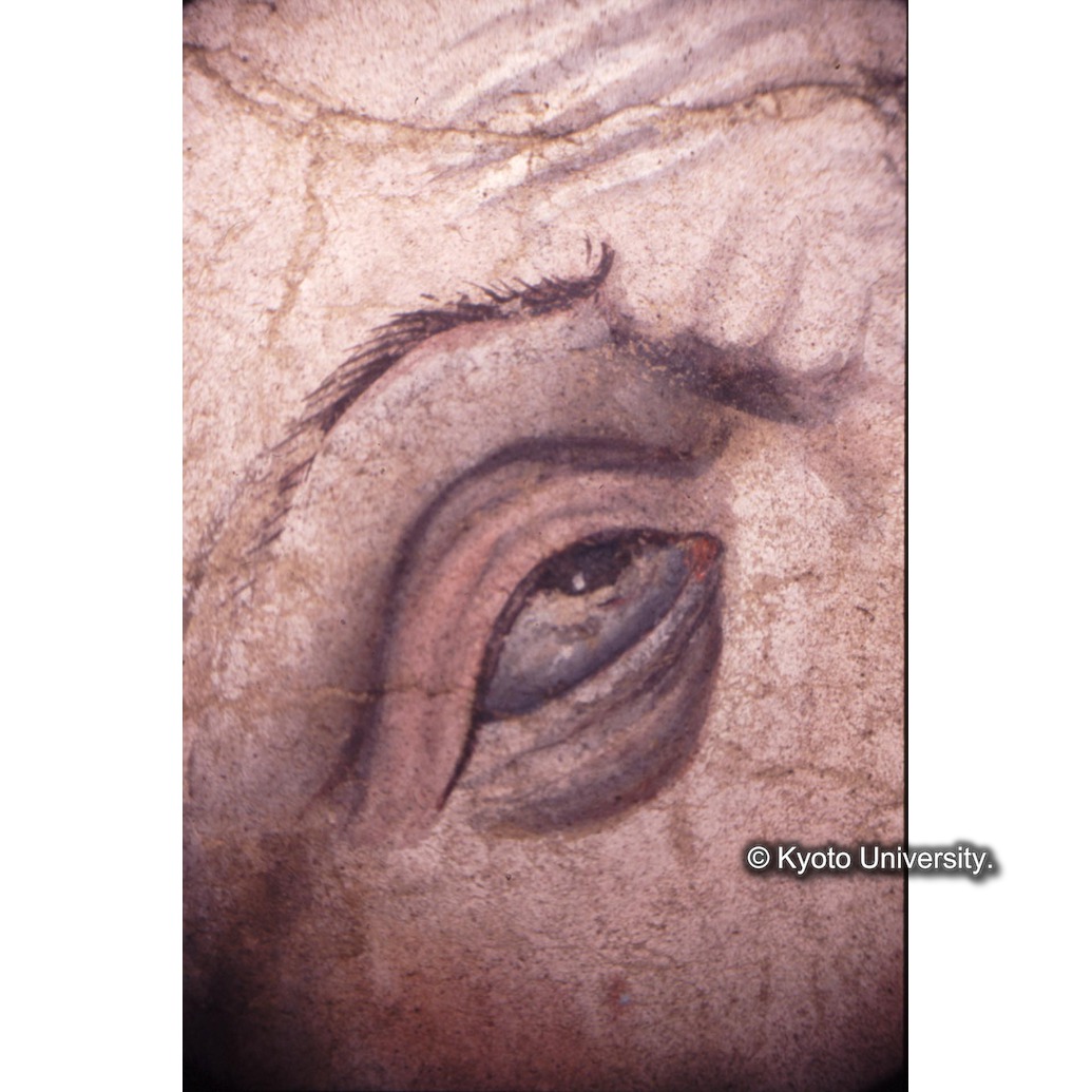 顕微鏡撮影カラー写真（中央下段：ロヨラ目） (1)