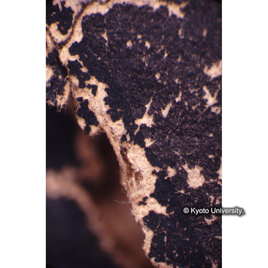 顕微鏡撮影カラー写真（中央上段：マリア衣服亀裂） (1)