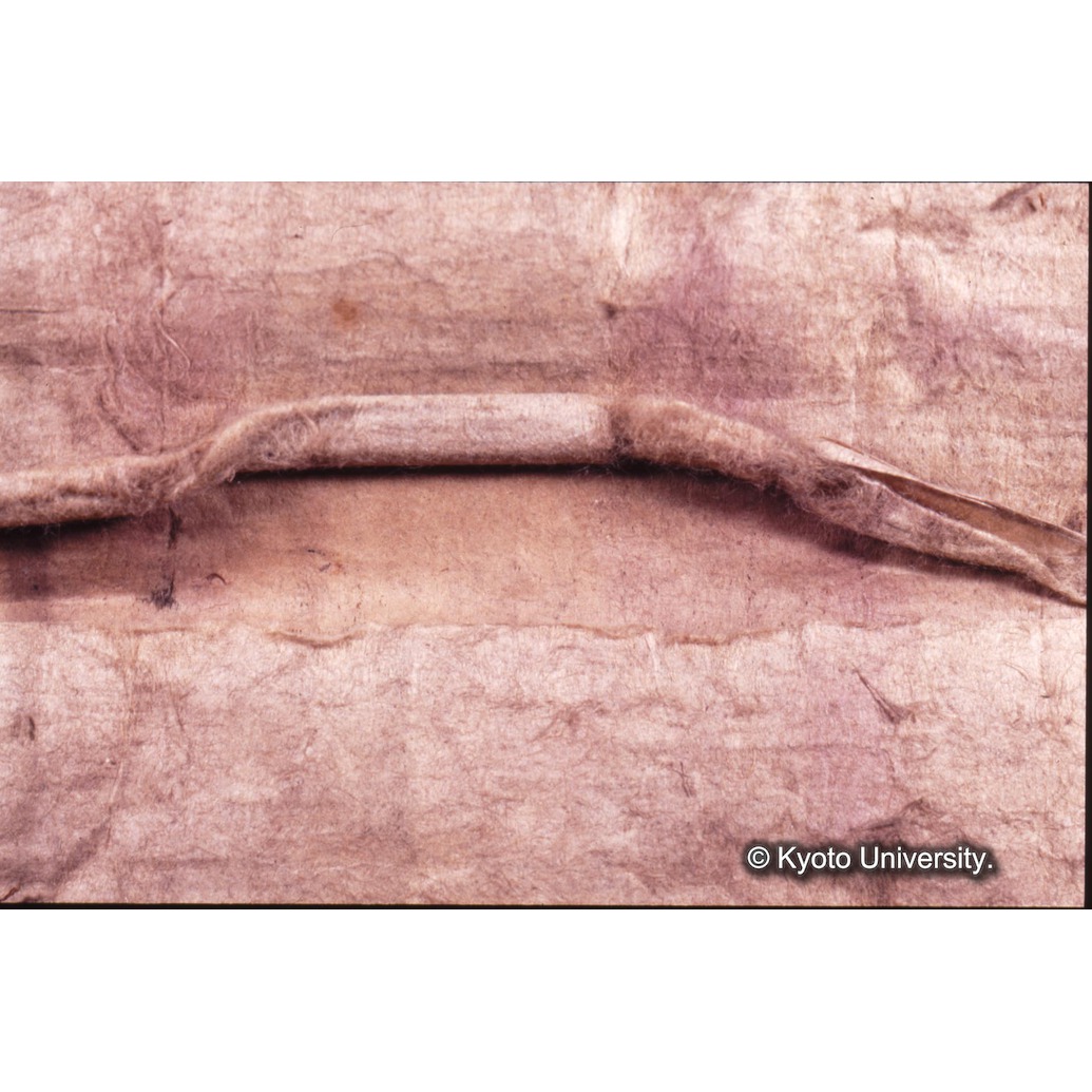 カラー写真（裏面：めくれ） (1)