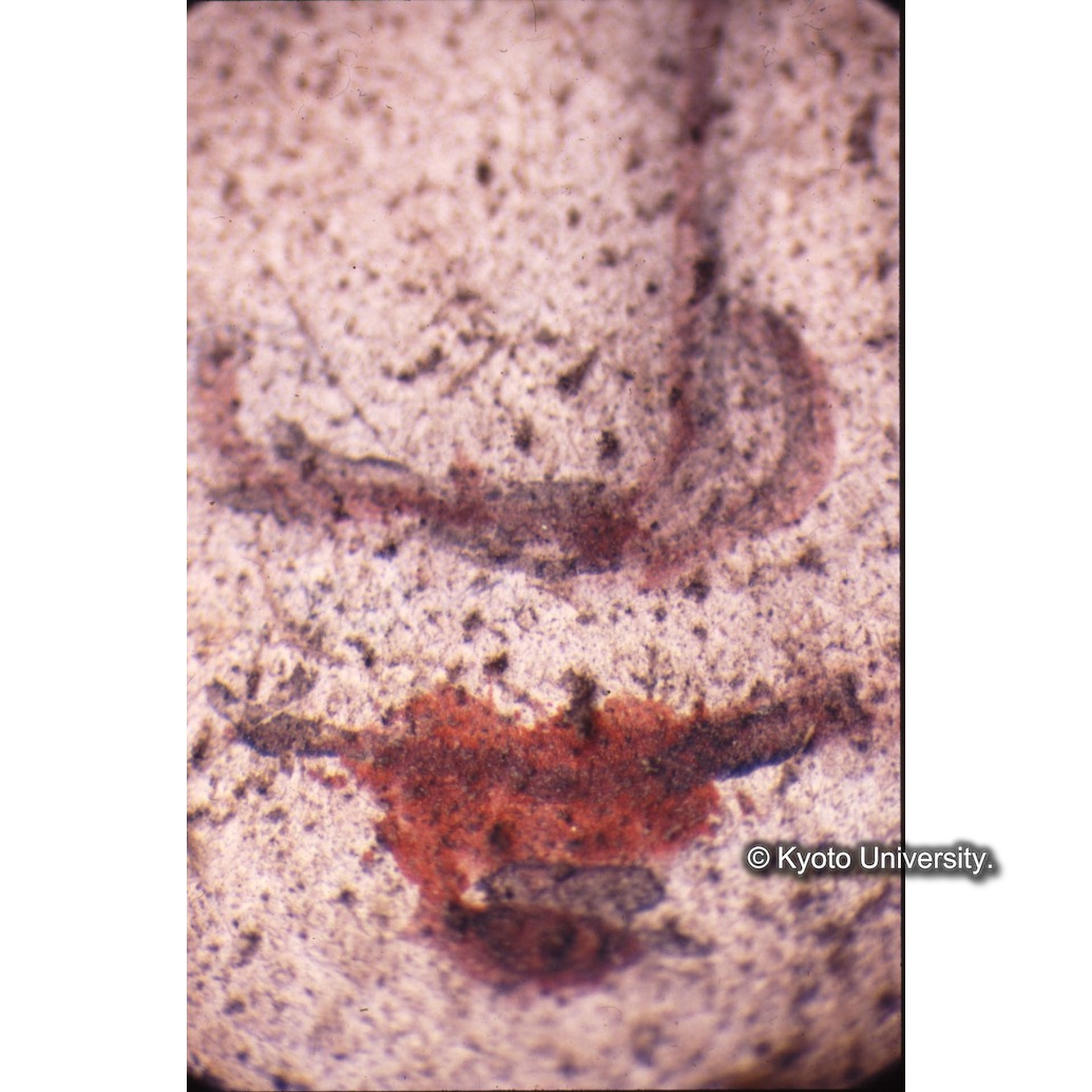 顕微鏡撮影カラー写真（十五玄義第十五図：マリア唇汚れ） (1)