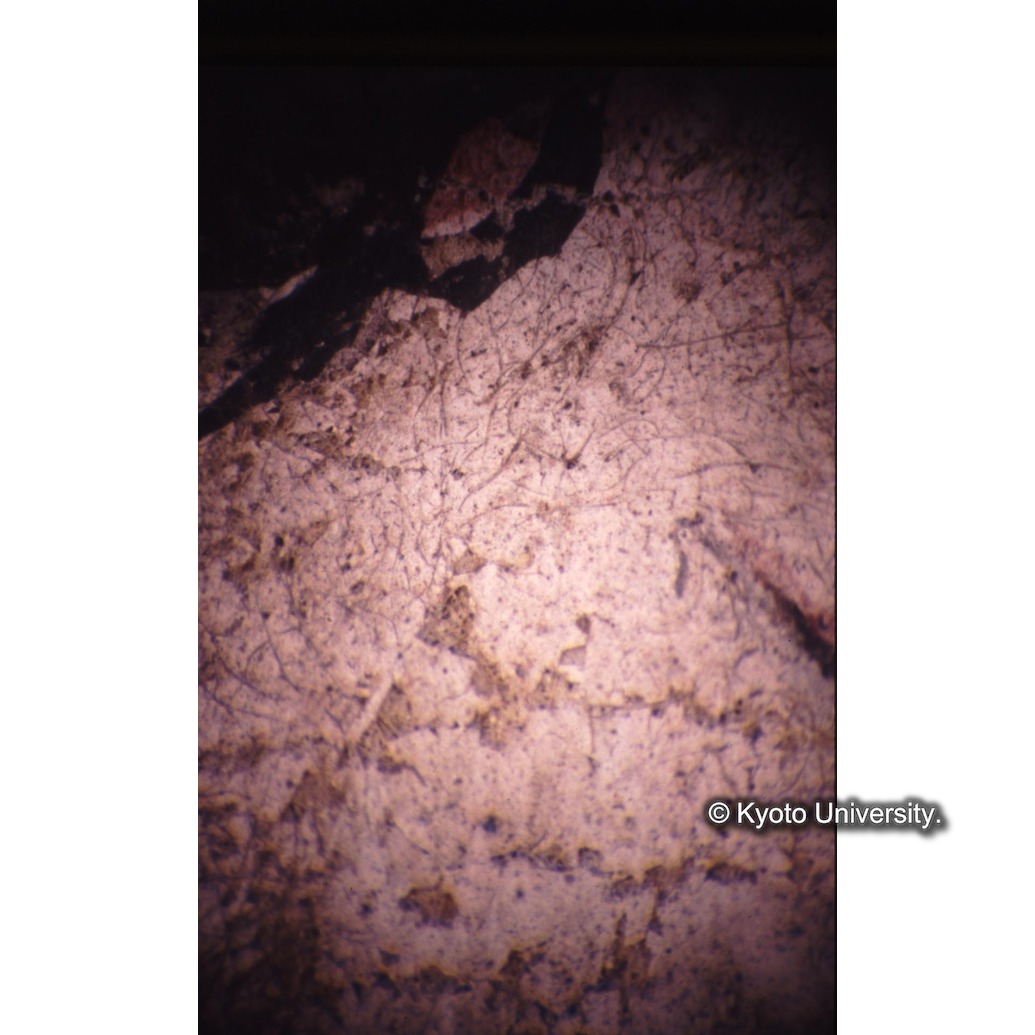 顕微鏡撮影カラー写真（十五玄義第九図：左側人物頬） (1)