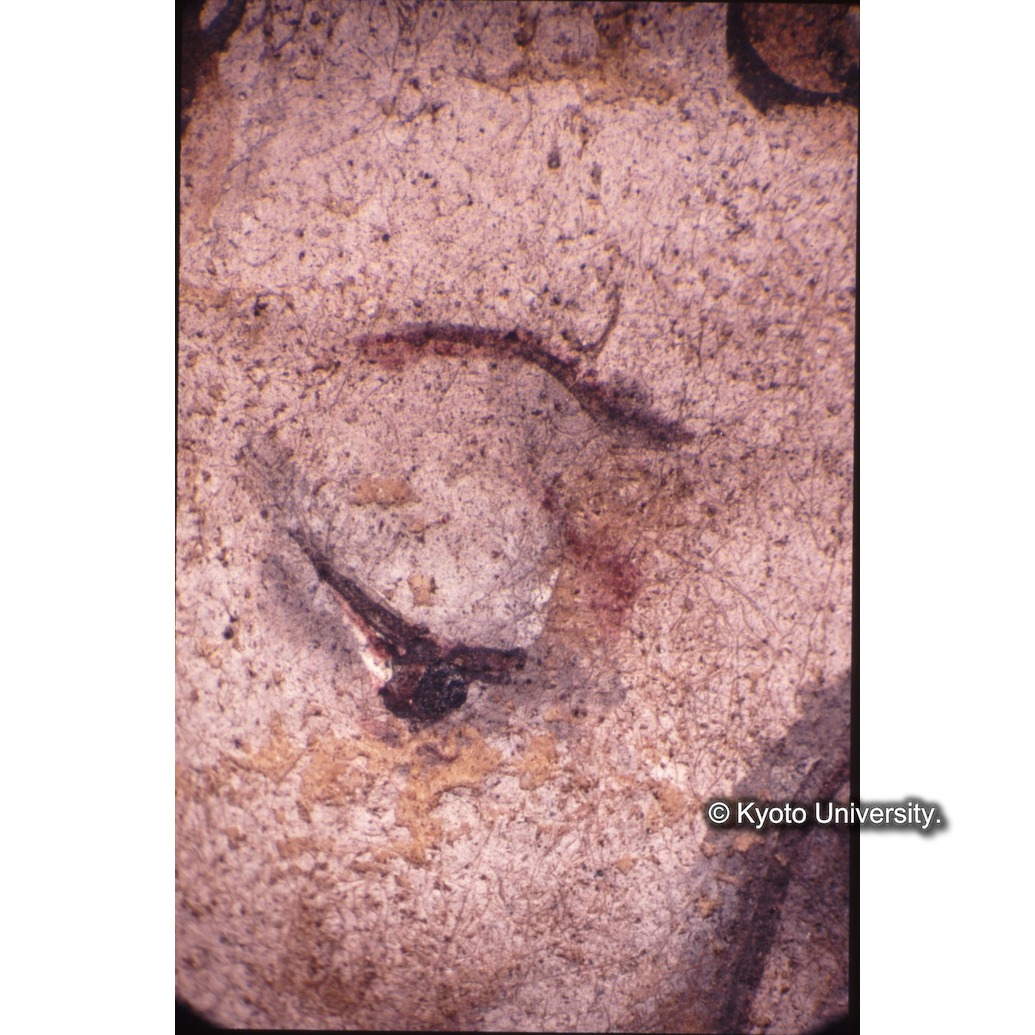 顕微鏡撮影カラー写真（十五玄義第七図：左側人物目） (1)