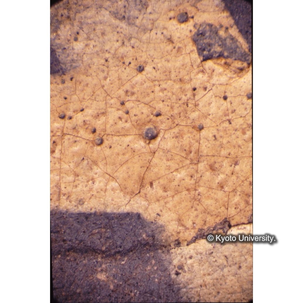 顕微鏡撮影カラー写真（中央上段：中央文字） (1)