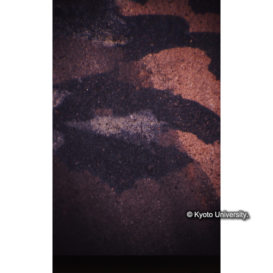 顕微鏡撮影カラー写真（十五玄義第三図：緑の葉） (1)