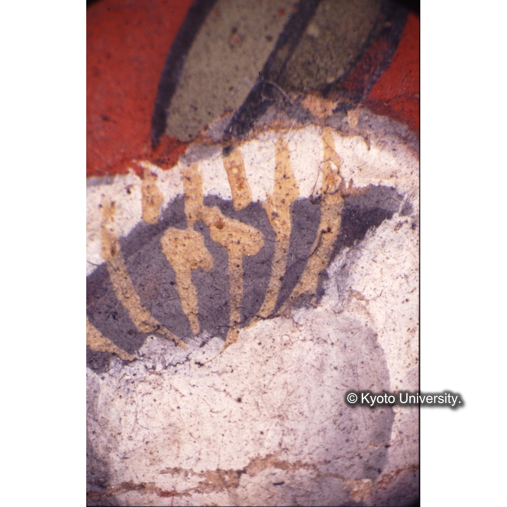 顕微鏡撮影カラー写真（中央上段：花） (1)