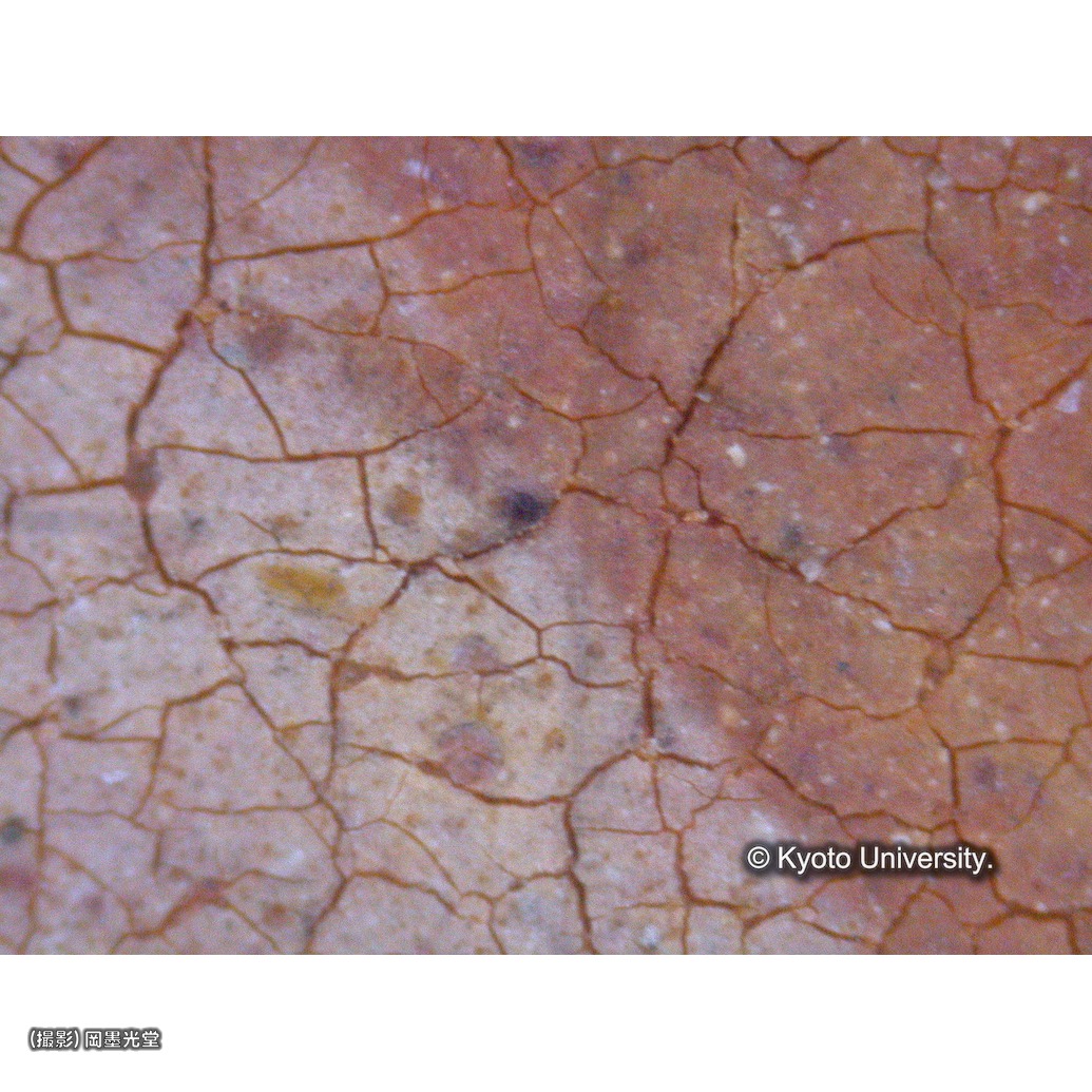 顕微鏡写真（中央上段：カーテン） (1)