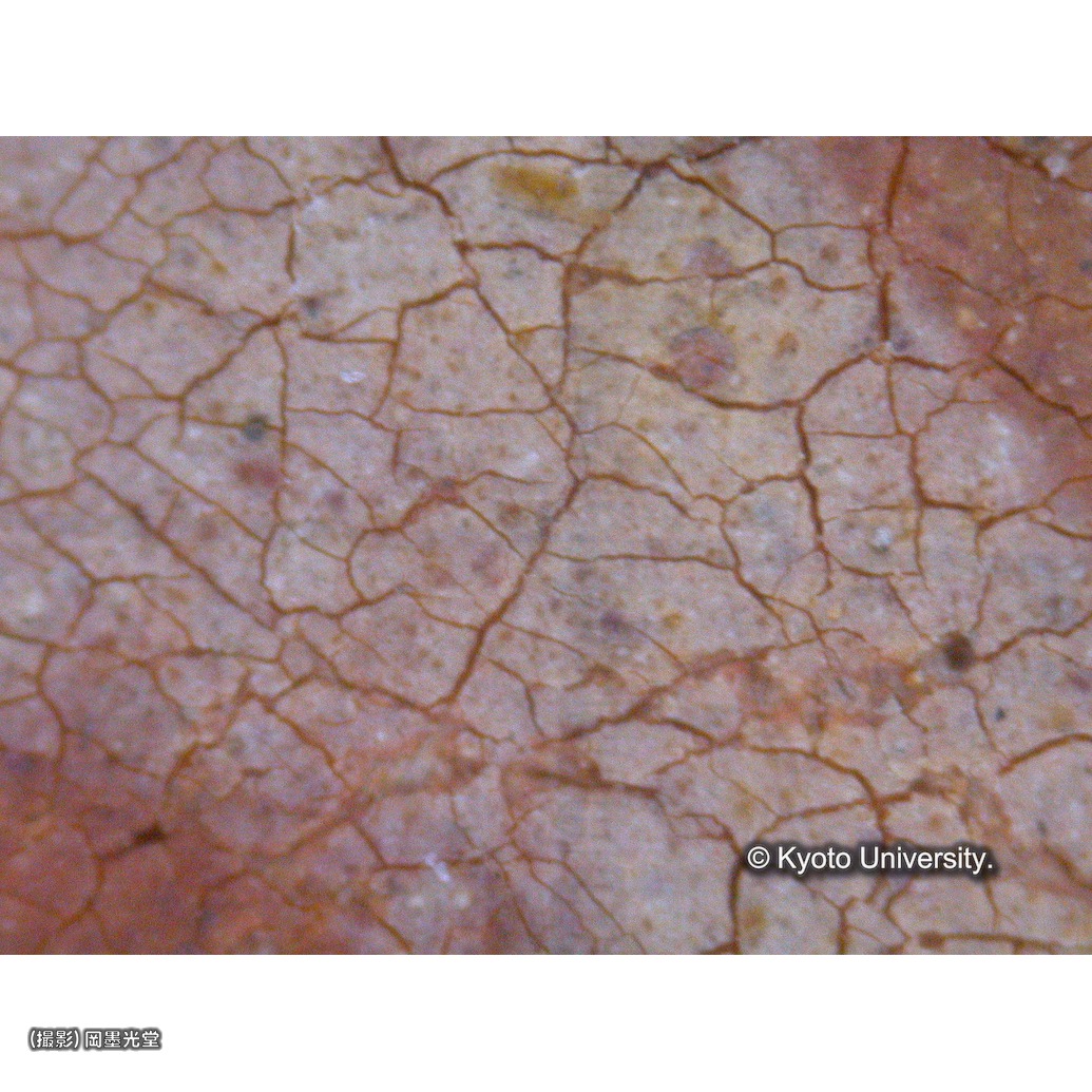 顕微鏡写真（中央上段：カーテン） (1)