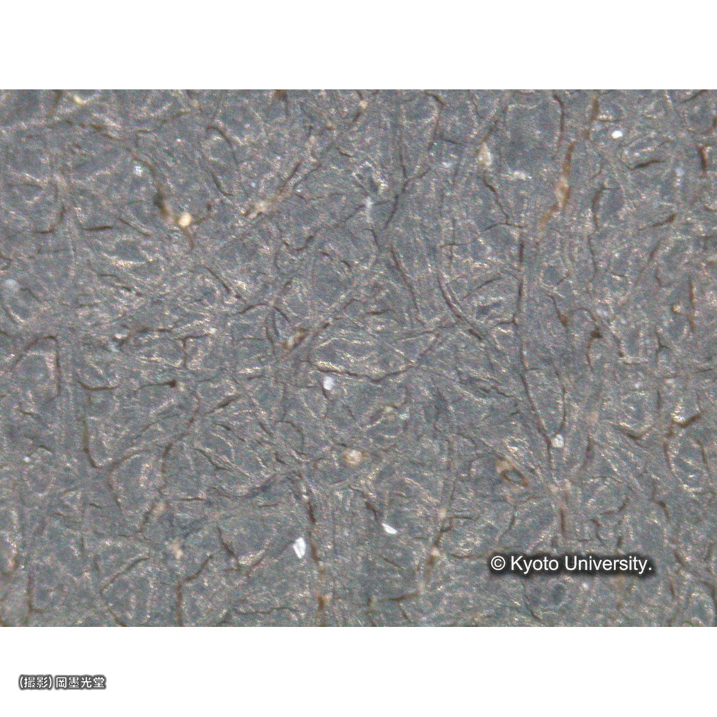 顕微鏡写真（中央上段：背景） (1)