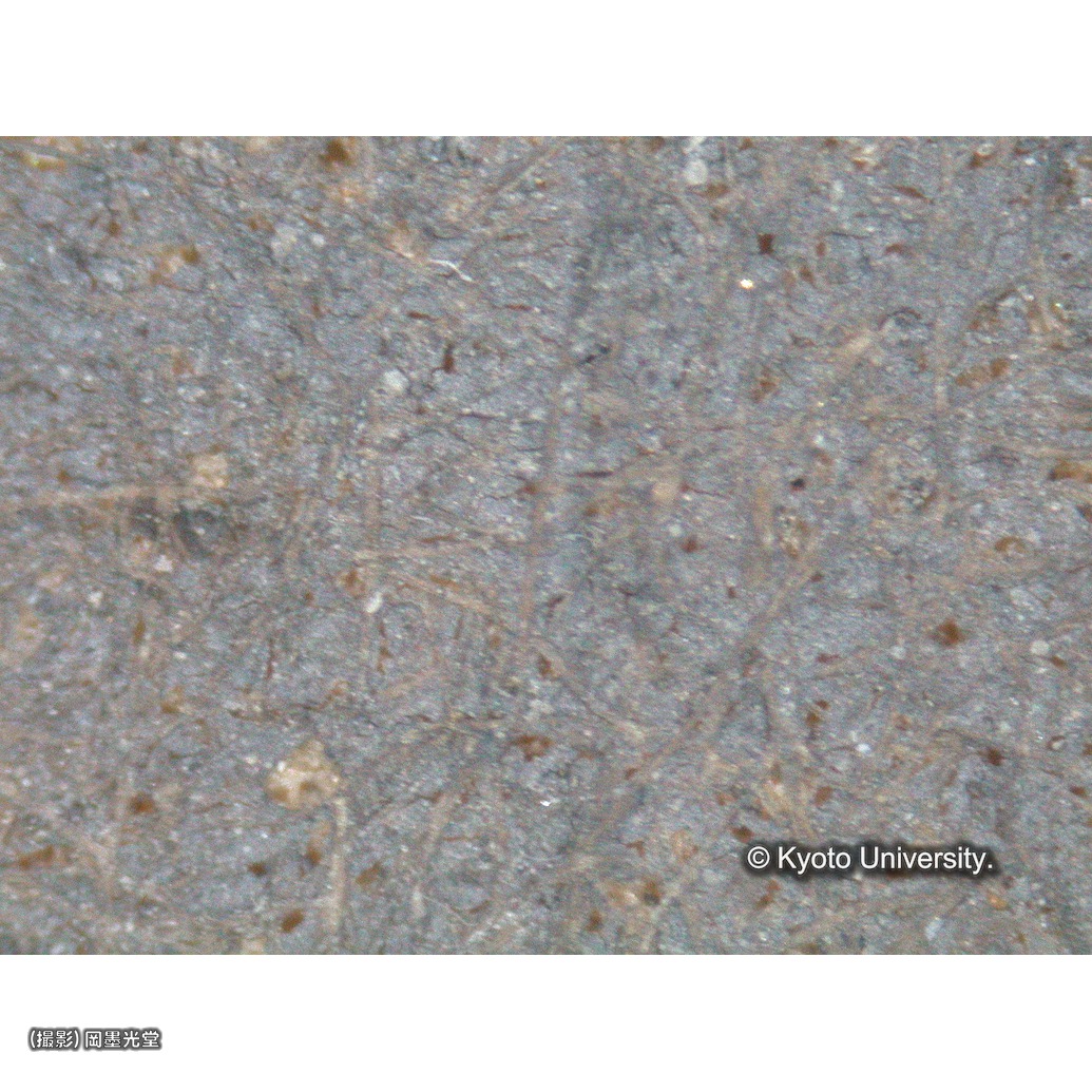 顕微鏡写真（中央下段：背景） (1)