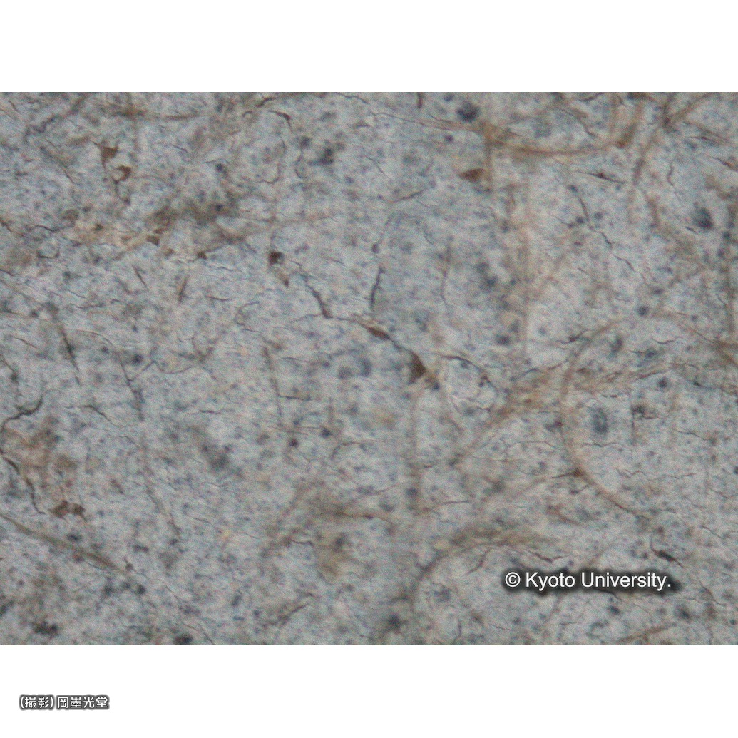 顕微鏡写真（中央上段：マリアのヴェール） (1)