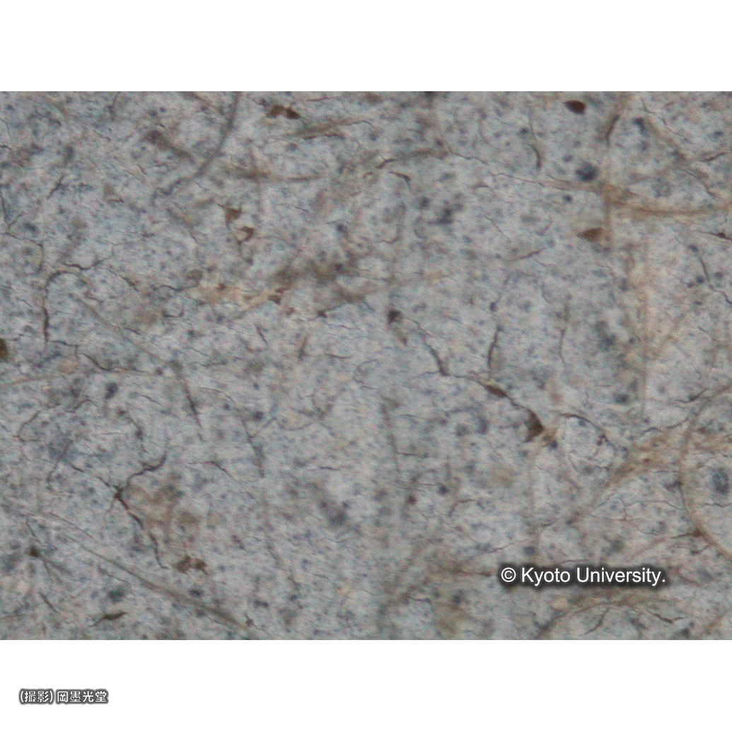 顕微鏡写真（中央上段：マリアのヴェール） (1)