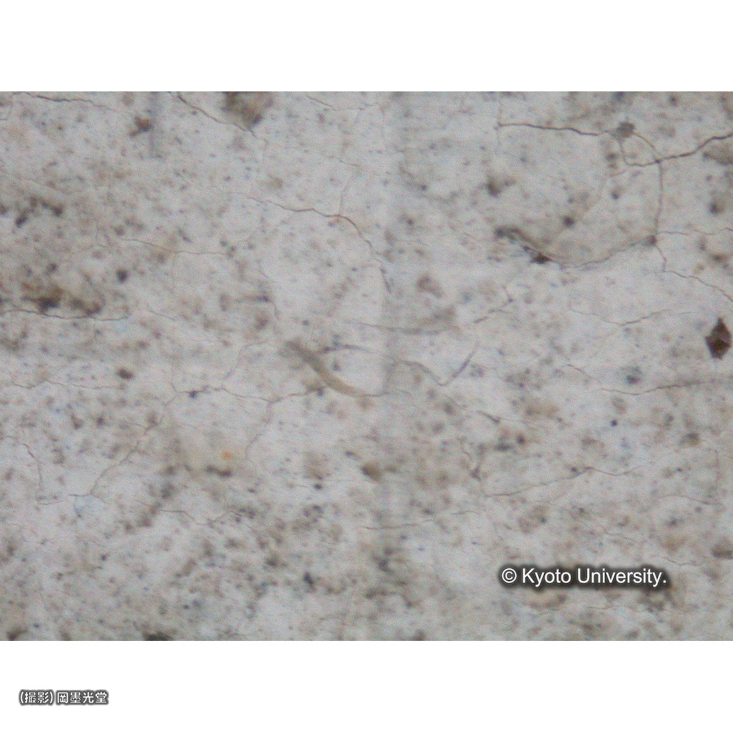 顕微鏡写真（中央下段：聖餅） (1)