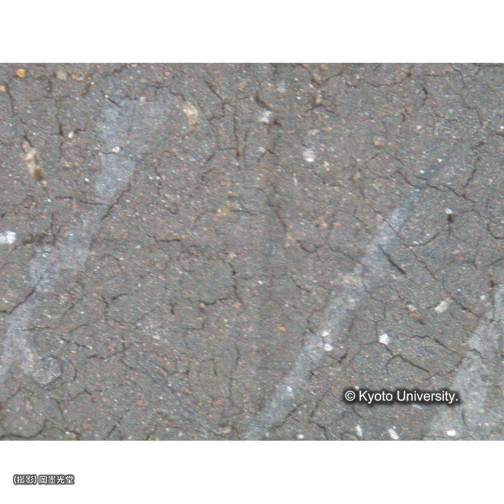 顕微鏡写真（中央下段：ザビエルの髪） (1)