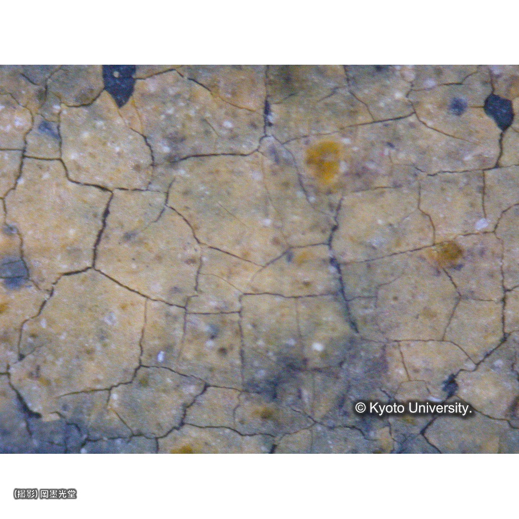 顕微鏡写真（中央上段：マリアの光輪） (1)