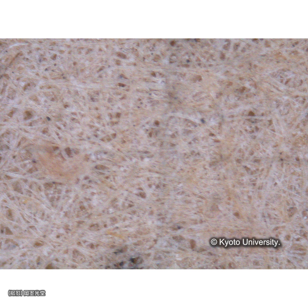 顕微鏡写真（中央上段：カーテン欠失部分） (1)