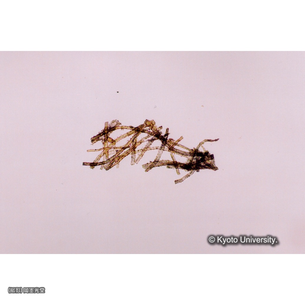 顕微鏡写真（紙繊維） (1)