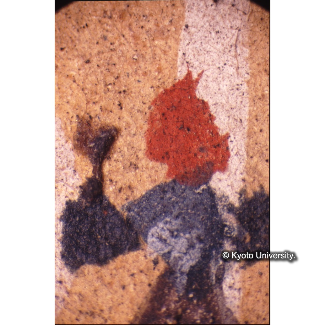 顕微鏡撮影カラー写真（十五玄義第十四図：冠の花・葉） (1)