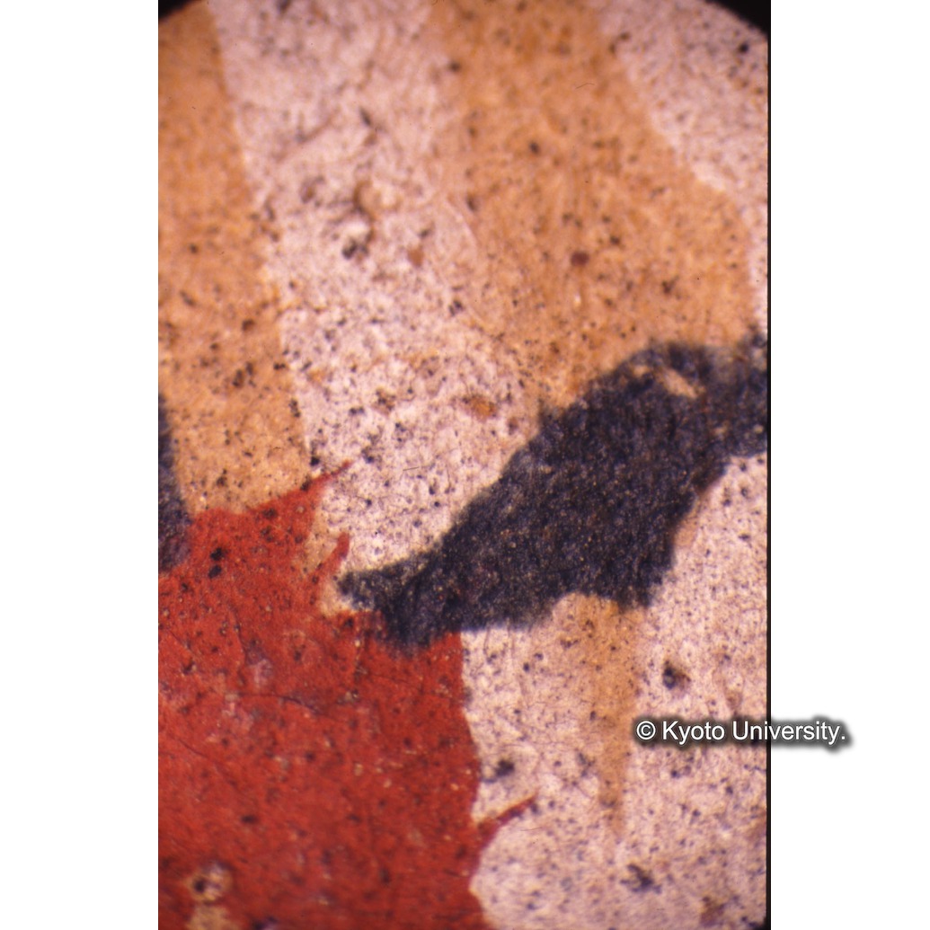 顕微鏡撮影カラー写真（十五玄義第十四図：冠の花・葉） (1)