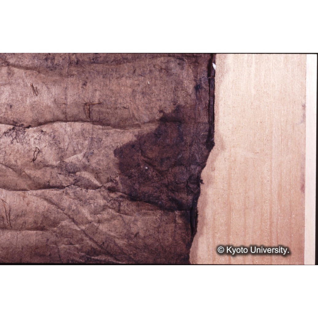 カラー写真（枠付裏面：めくれ） (1)