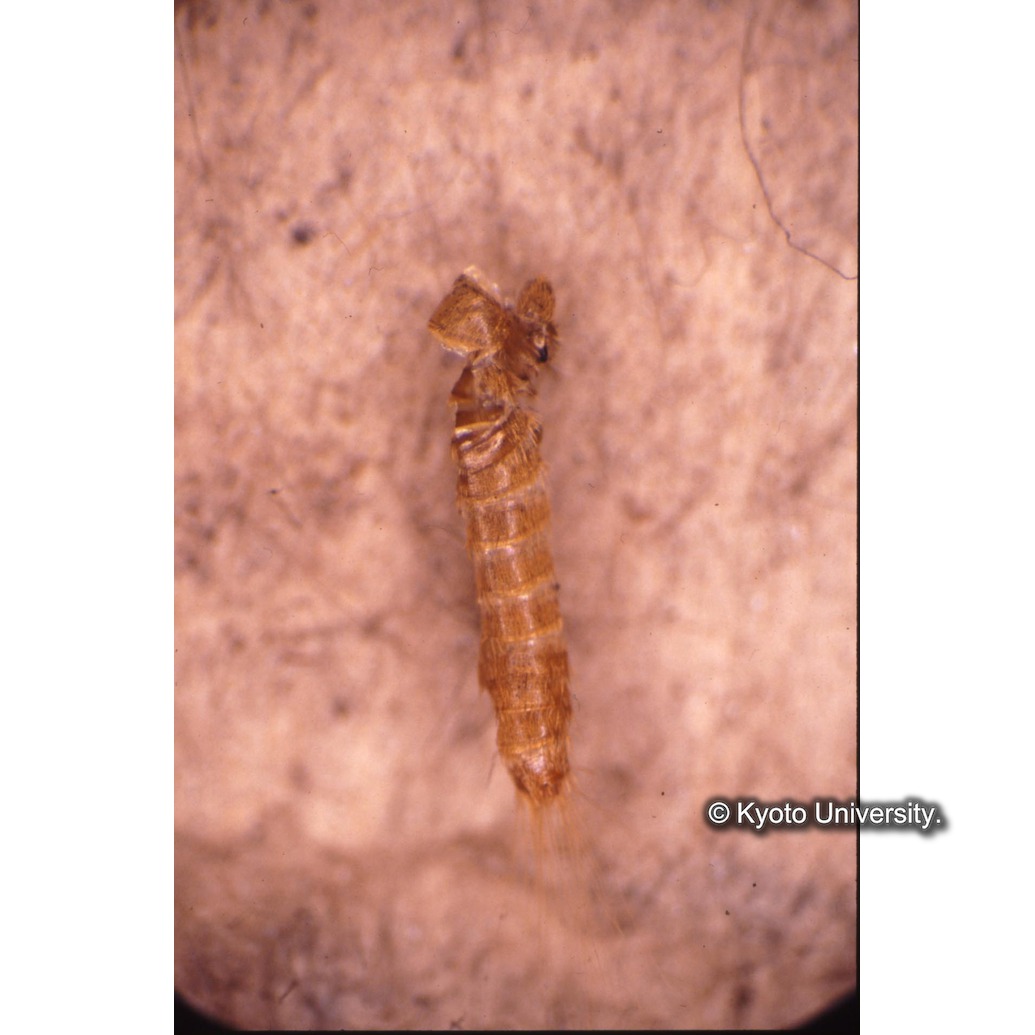 顕微鏡撮影カラー写真（幼虫の抜殻） (1)
