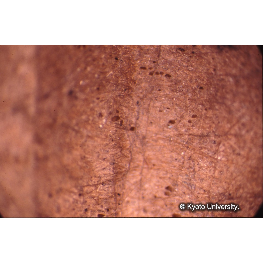 顕微鏡撮影カラー写真（打刷毛の穴） (1)