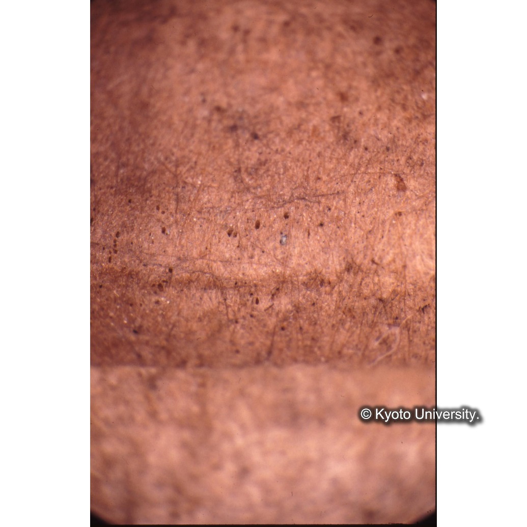 顕微鏡撮影カラー写真（打刷毛の穴） (1)