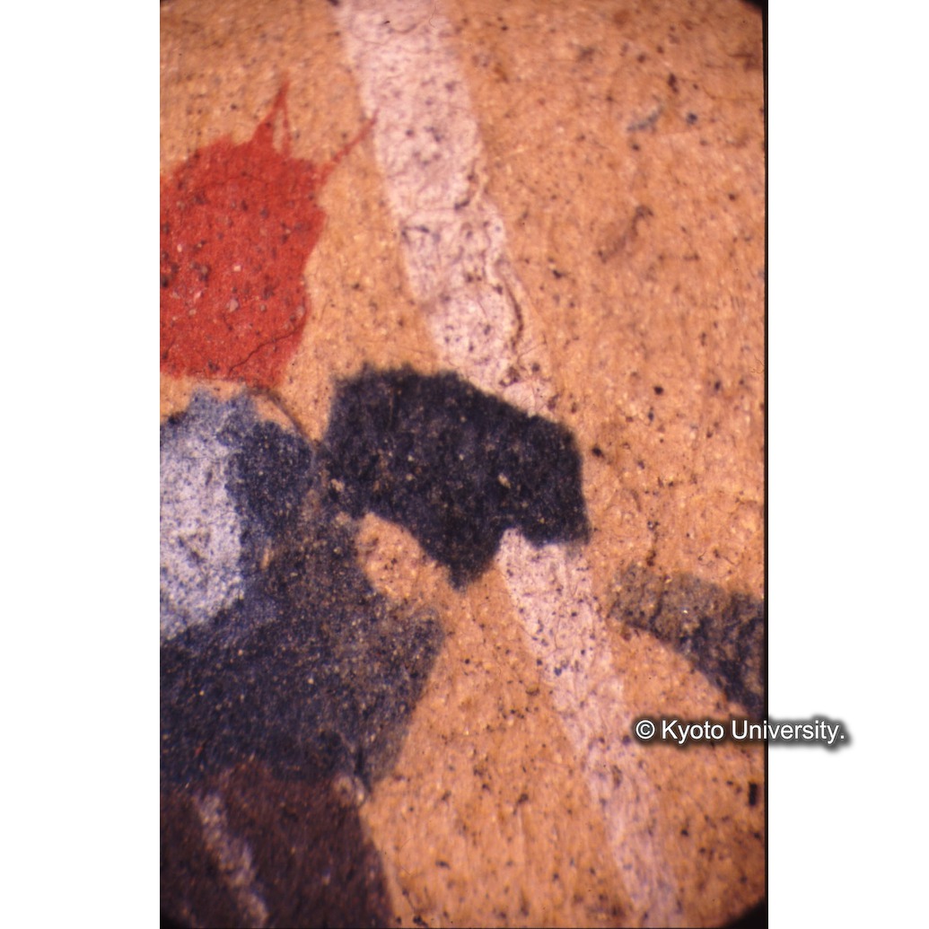 顕微鏡撮影カラー写真（十五玄義第十五図：冠の花・葉） (1)