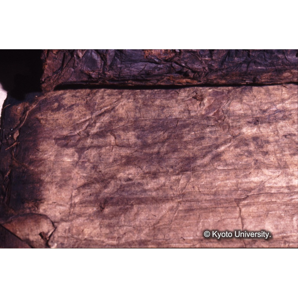 カラー写真（裏面肌裏紙） (1)