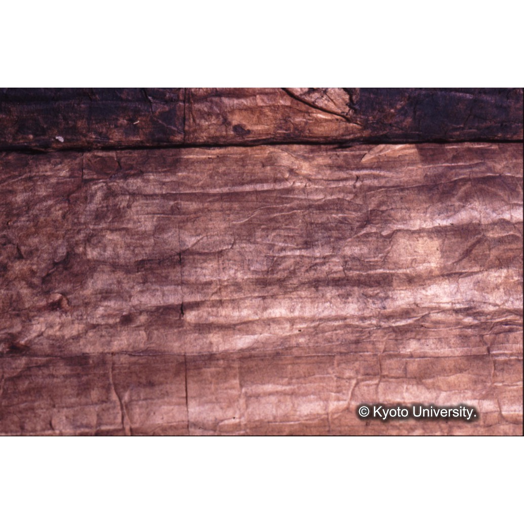 カラー写真（裏面肌裏紙） (1)