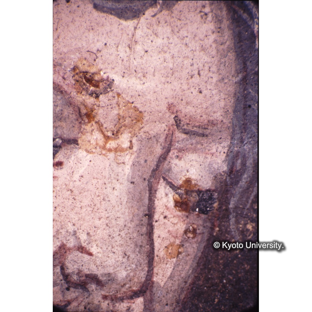 顕微鏡撮影カラー写真（十五玄義第四図：にかわのしみ） (1)