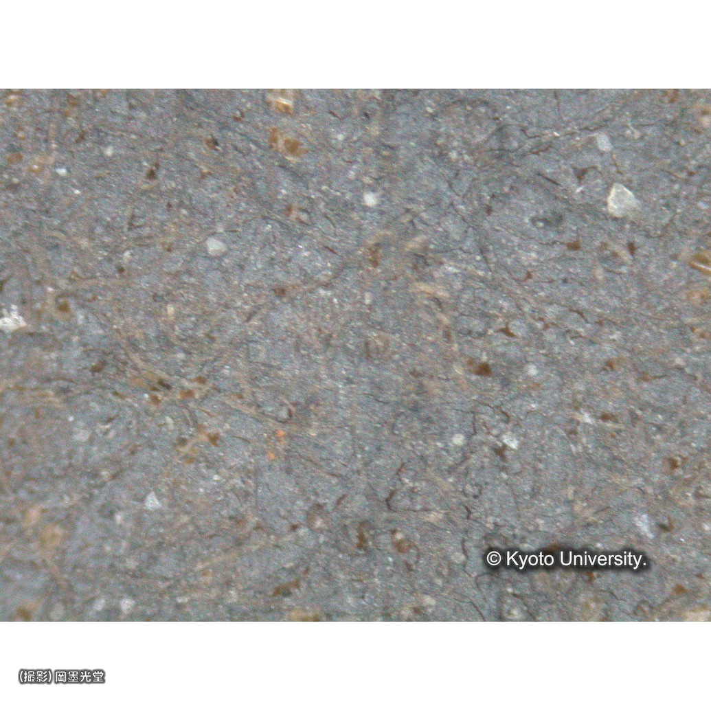 顕微鏡写真（中央下段：背景） (1)