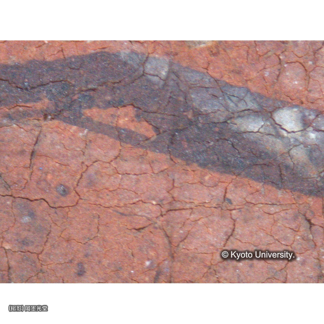 顕微鏡写真（中央下段：ルチアの髪） (1)