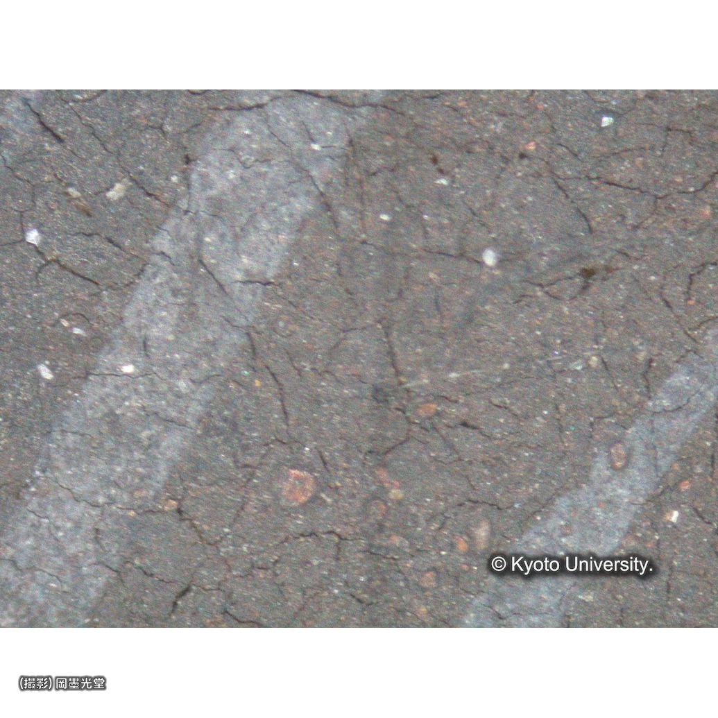 顕微鏡写真（中央下段：ザビエルの髪） (1)