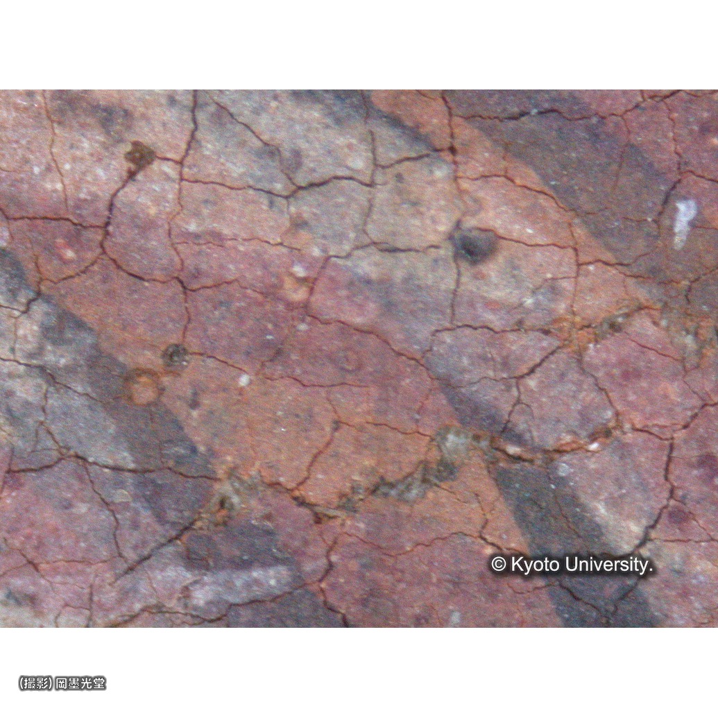 顕微鏡写真（中央下段：ルチアの髪） (1)