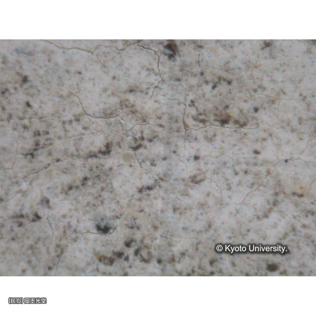 顕微鏡写真（中央下段：聖餅） (1)