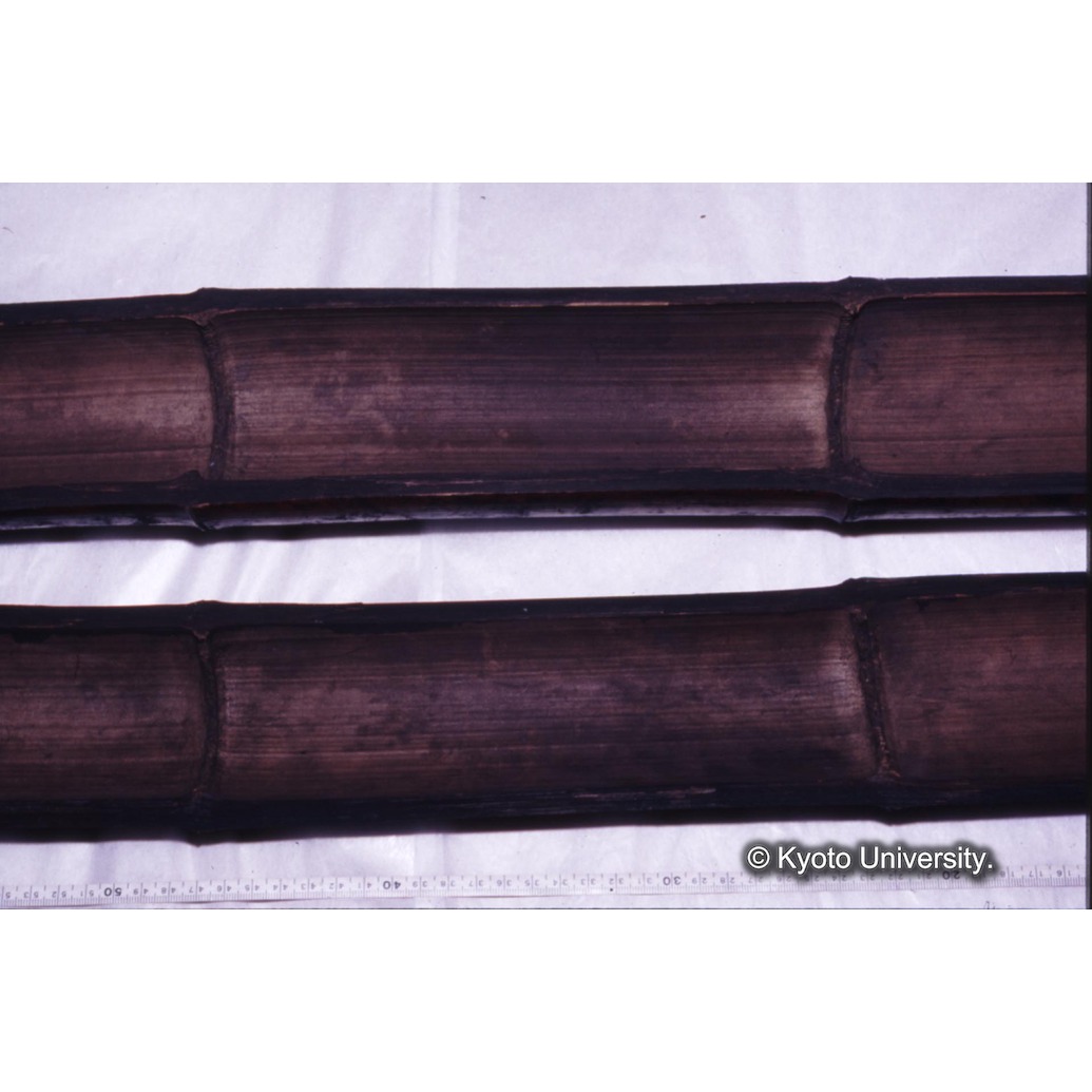 カラー写真（竹筒内側） (1)