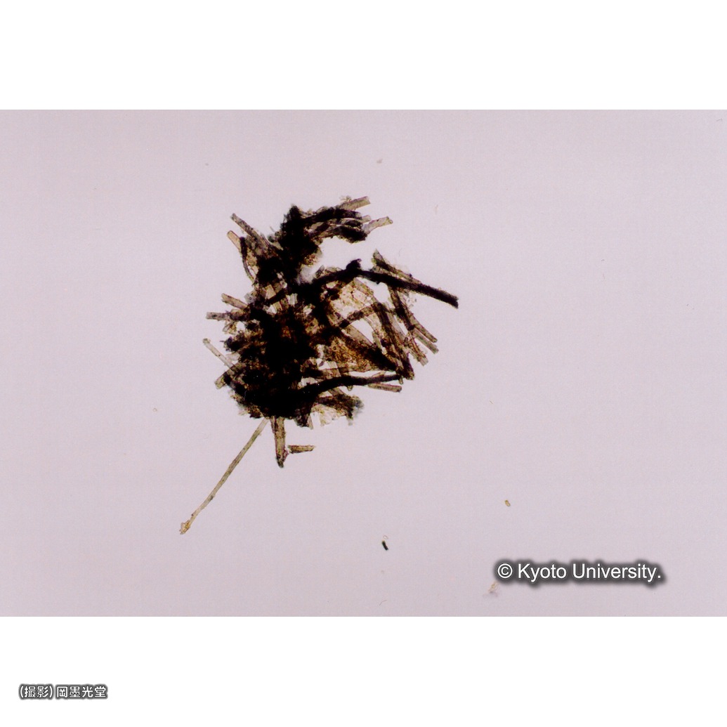 顕微鏡写真（紙繊維） (1)