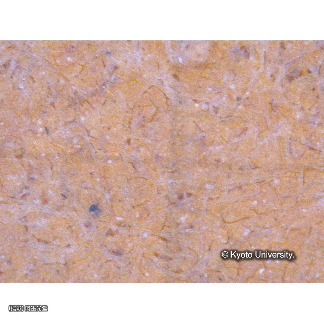 顕微鏡写真（十五玄義：第13図背景） (1)