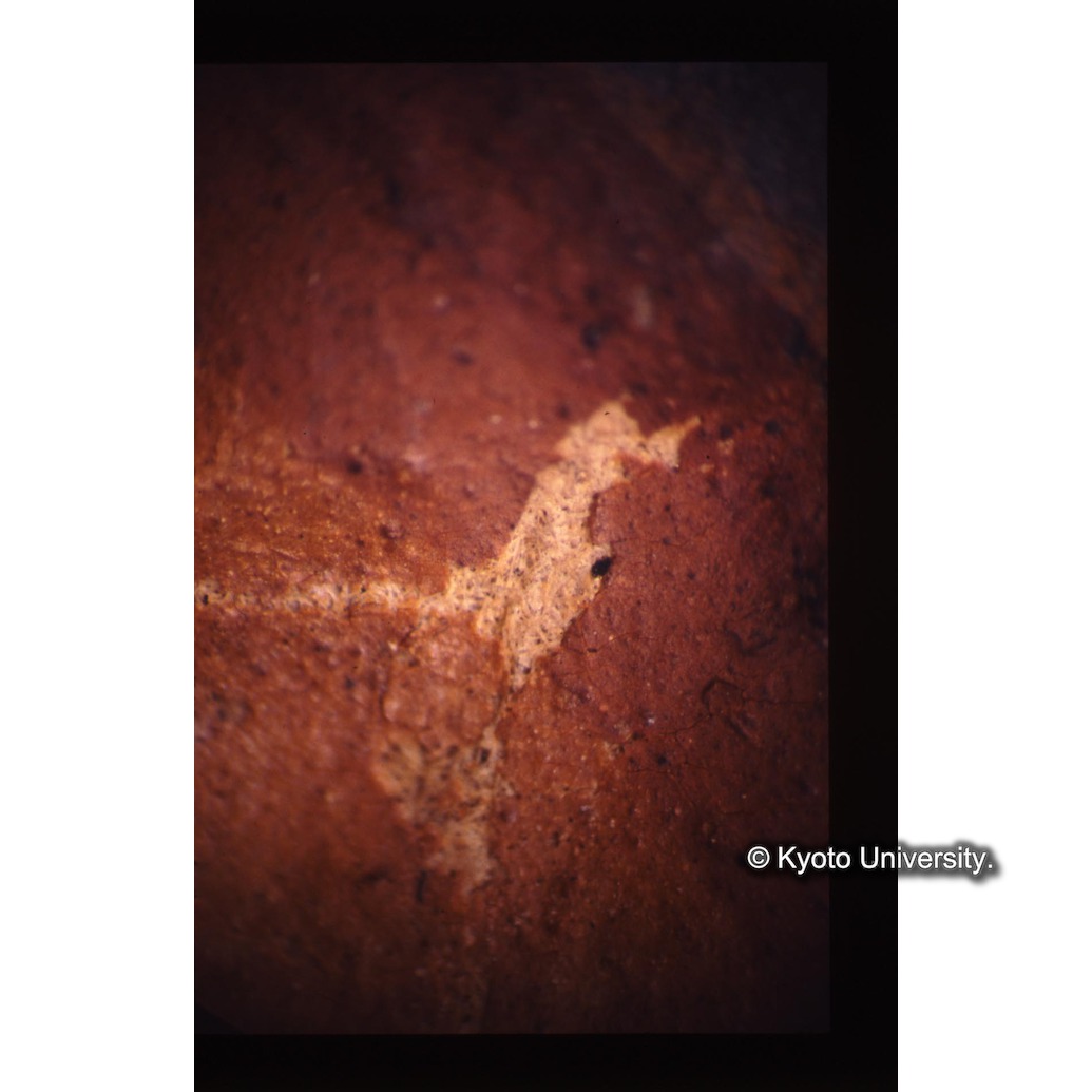 顕微鏡撮影カラー写真（十五玄義第七図：剥がれ） (1)